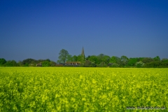 All Saints’ Church and rapeseeds field in Upminster, Essex, England