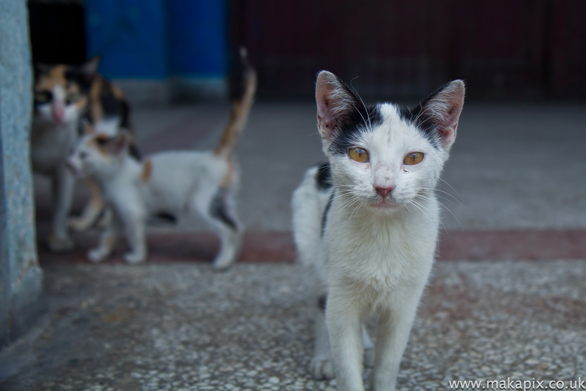 Streets of Havana