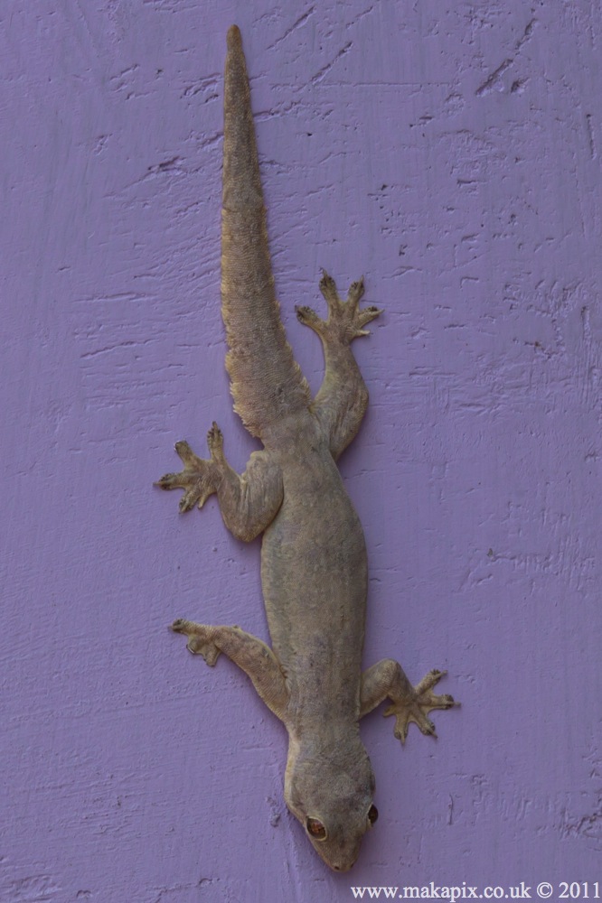 INDONESIA animals