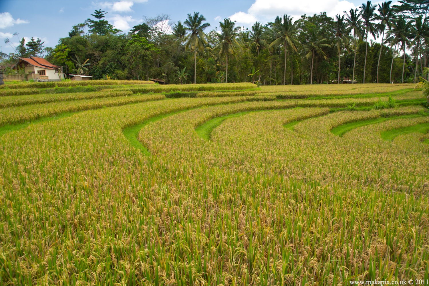 indonesia 2011 rice paddies