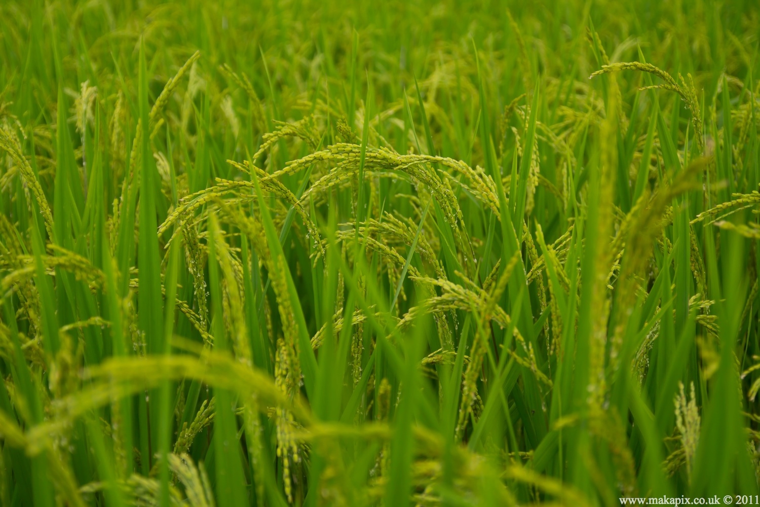 indonesia 2011 rice paddies