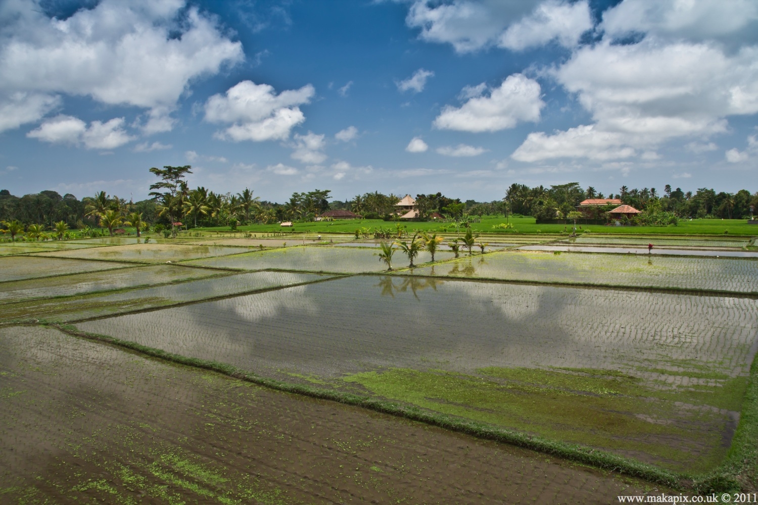 indonesia 2011 rice paddies