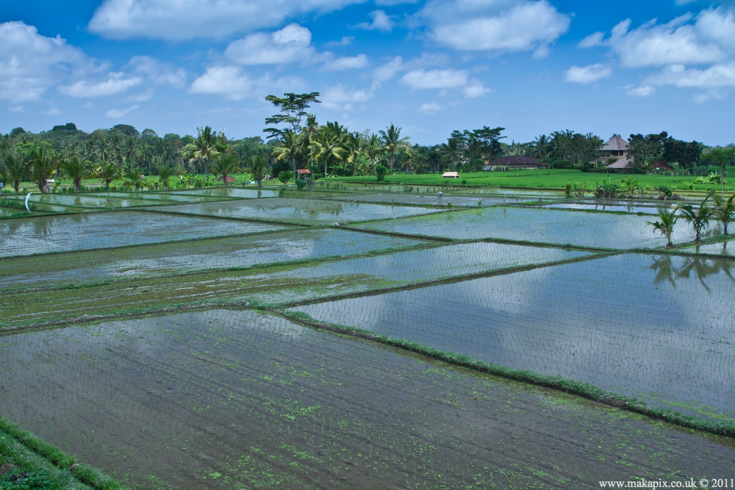 indonesia 2011 rice paddies