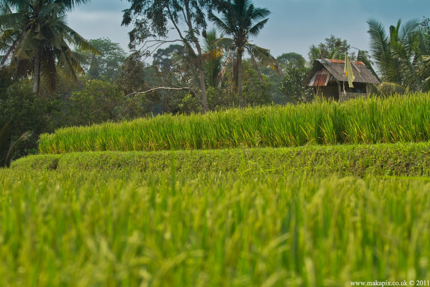 indonesia 2011 rice paddies