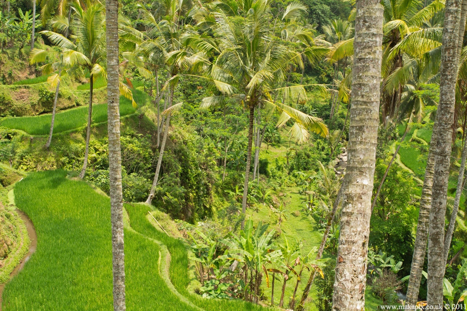 indonesia 2011 rice paddies