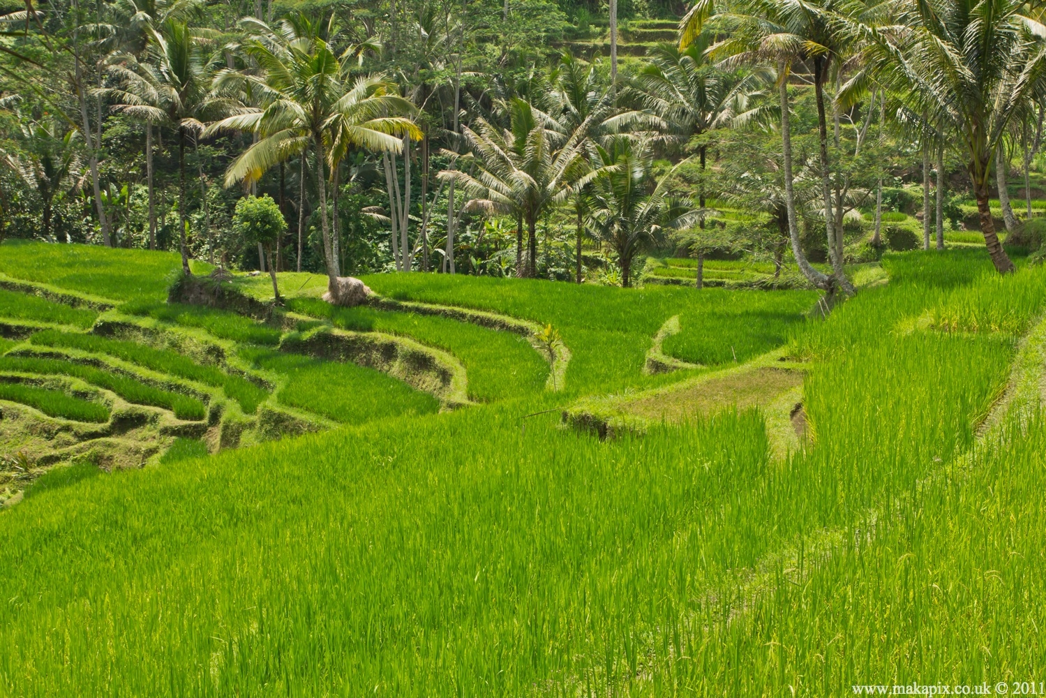 indonesia 2011 rice paddies