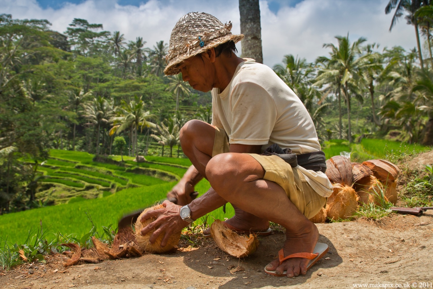 indonesia 2011 rice paddies