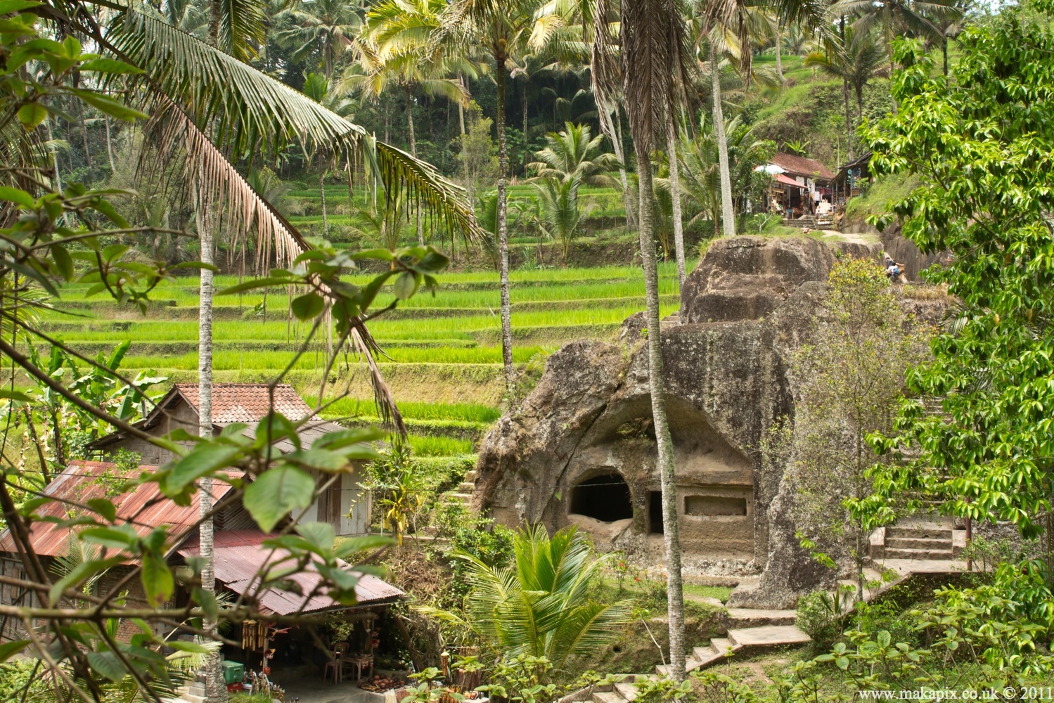 indonesia 2011 rice paddies