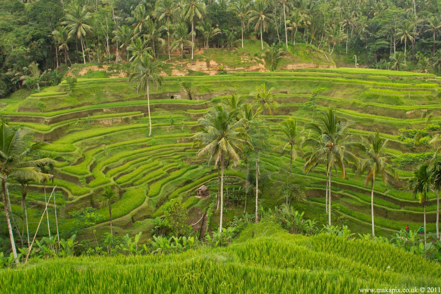 indonesia 2011 rice paddies