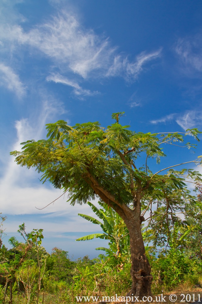indonesia 2011 tree of asia