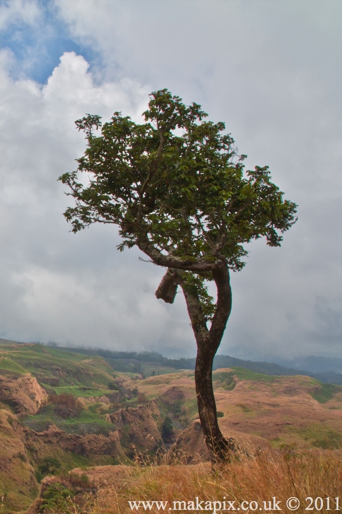 indonesia 2011 tree of asia