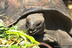 Aldabra Giant Tortoise, La Digue island, Seychelles