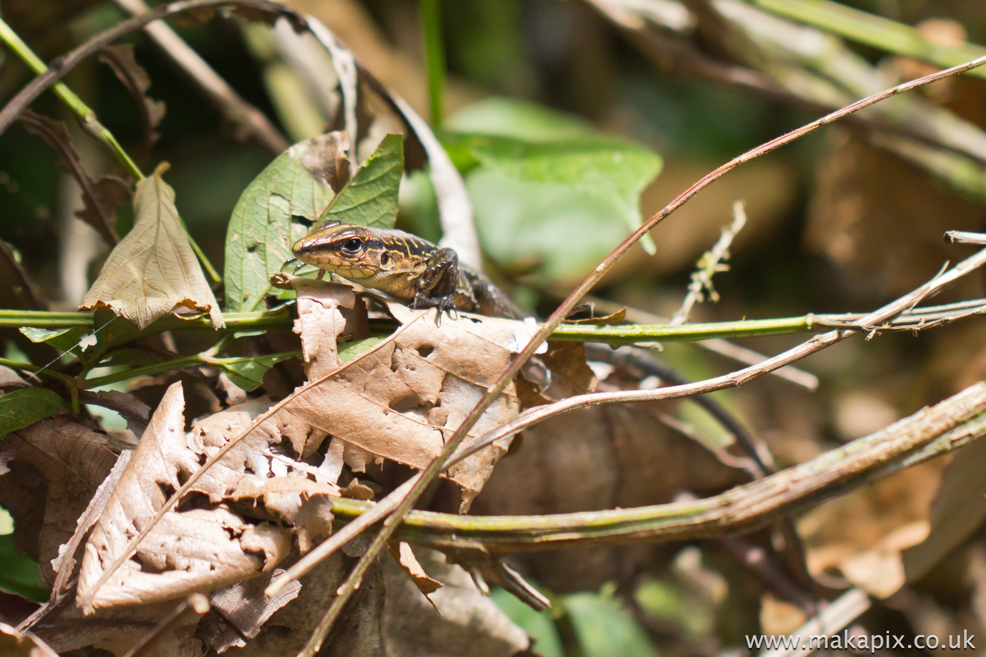 Lizard, Costa Rica