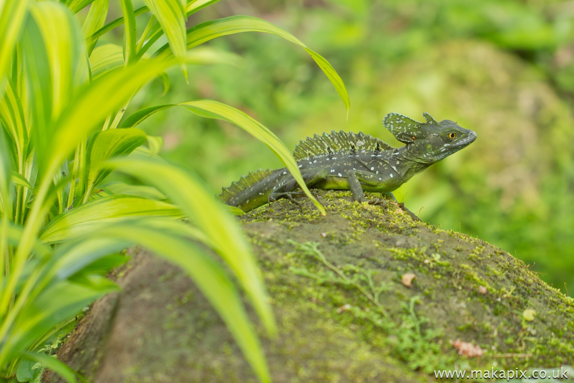 Plumed Basilisk (Jesus Christ Lizard)