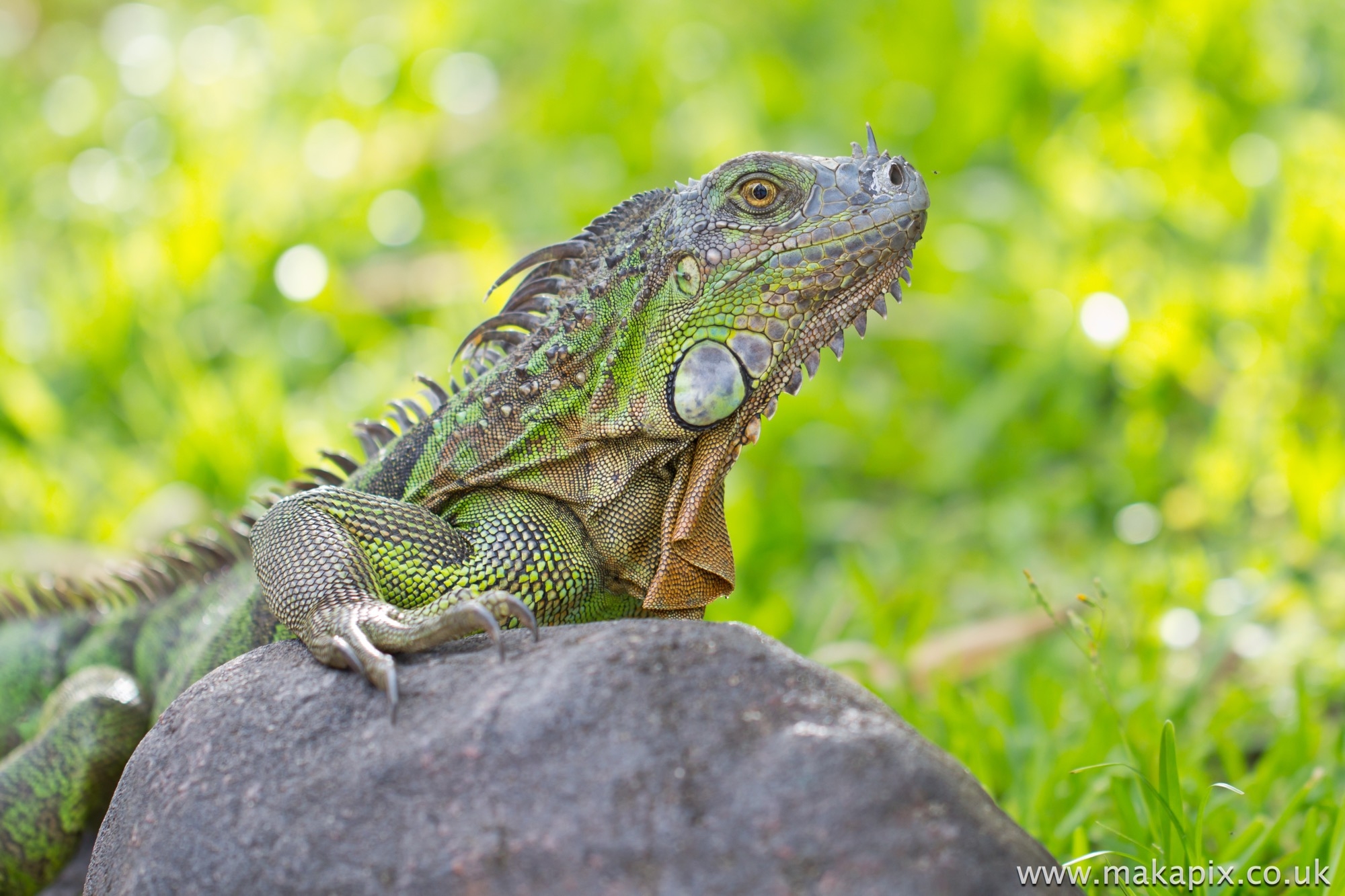 Green Iguana, Costa Rica