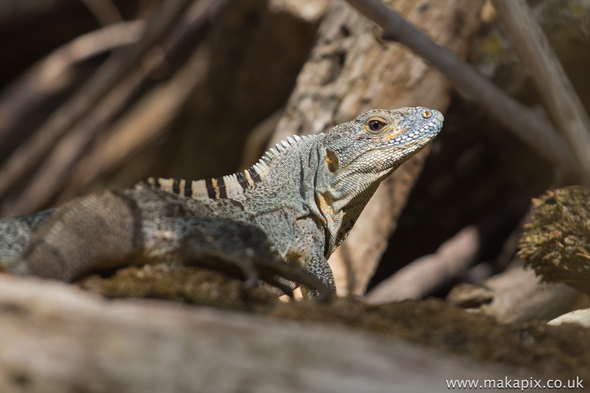 Ctenosaura Lizard, Costa Rica