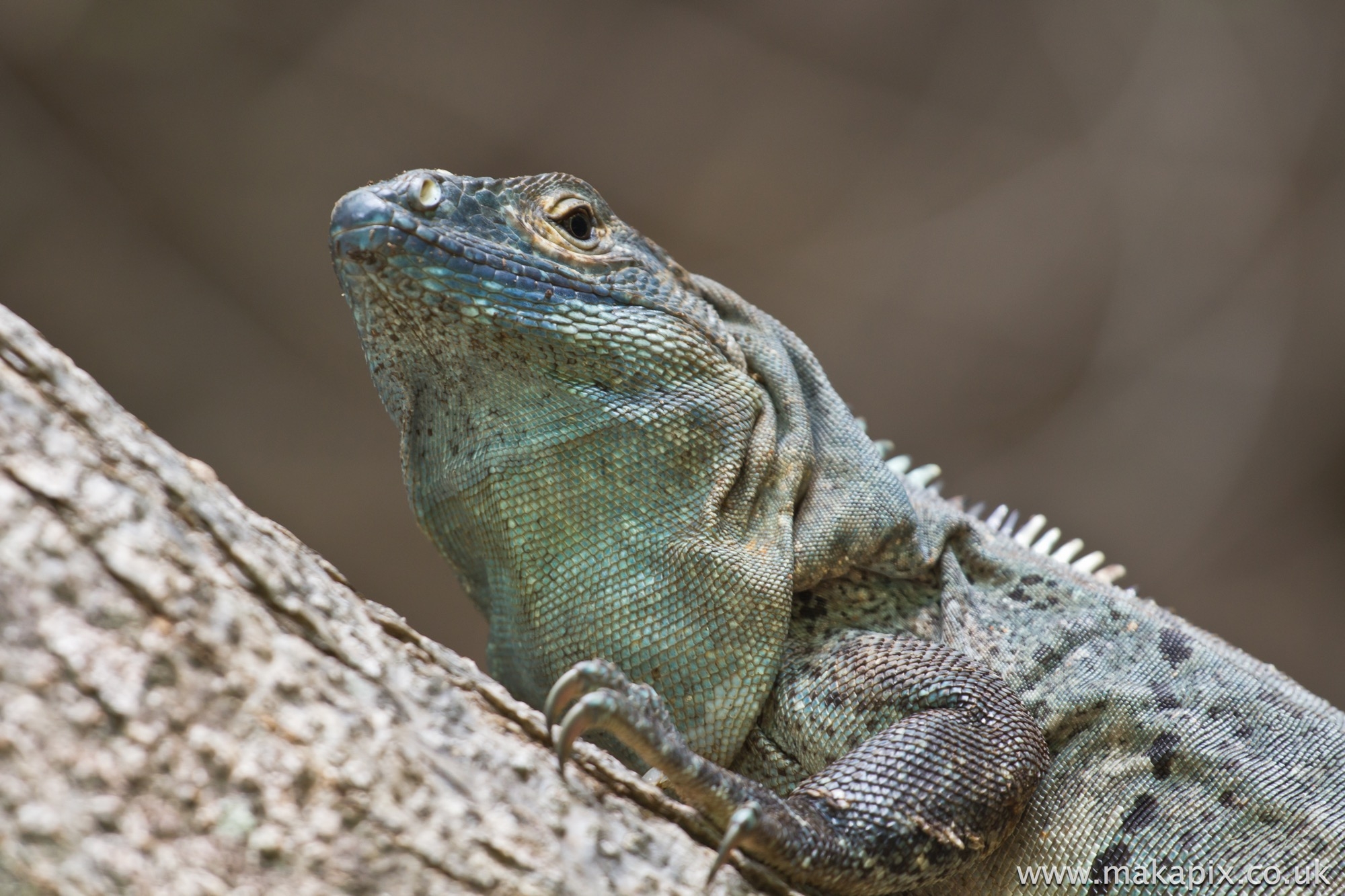 Ctenosaura Lizard, Costa Rica