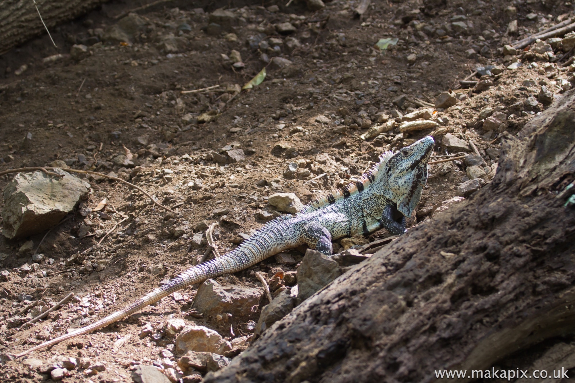 Ctenosaura Lizard, Costa Rica