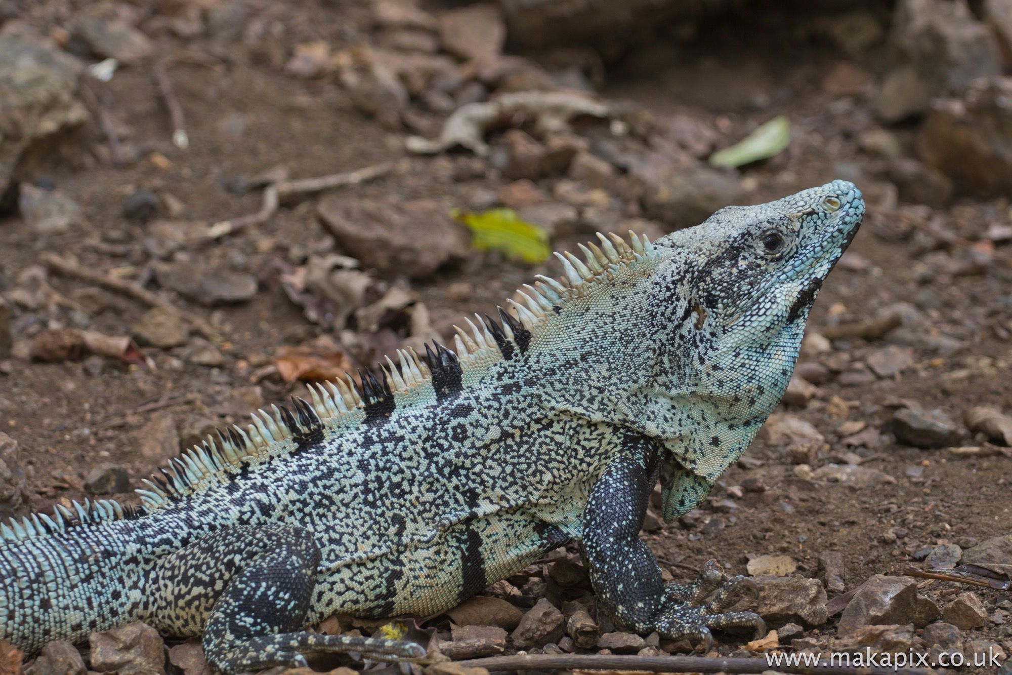 Ctenosaura Lizard, Costa Rica