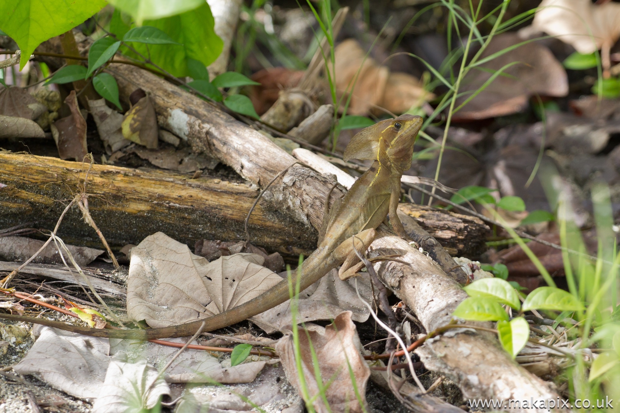 Lizard, Costa Rica