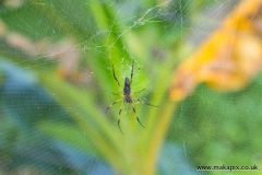 Palm spider, Mahe Island, Seychelles