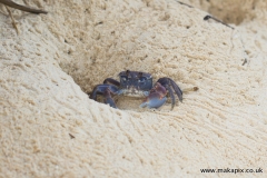 Ghost crab,  Mahe Island, Seychelles