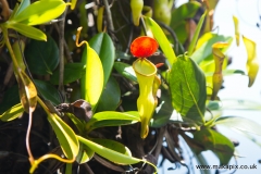 Nepenthes pervillei is the only pitcher plant found in the Seychelles