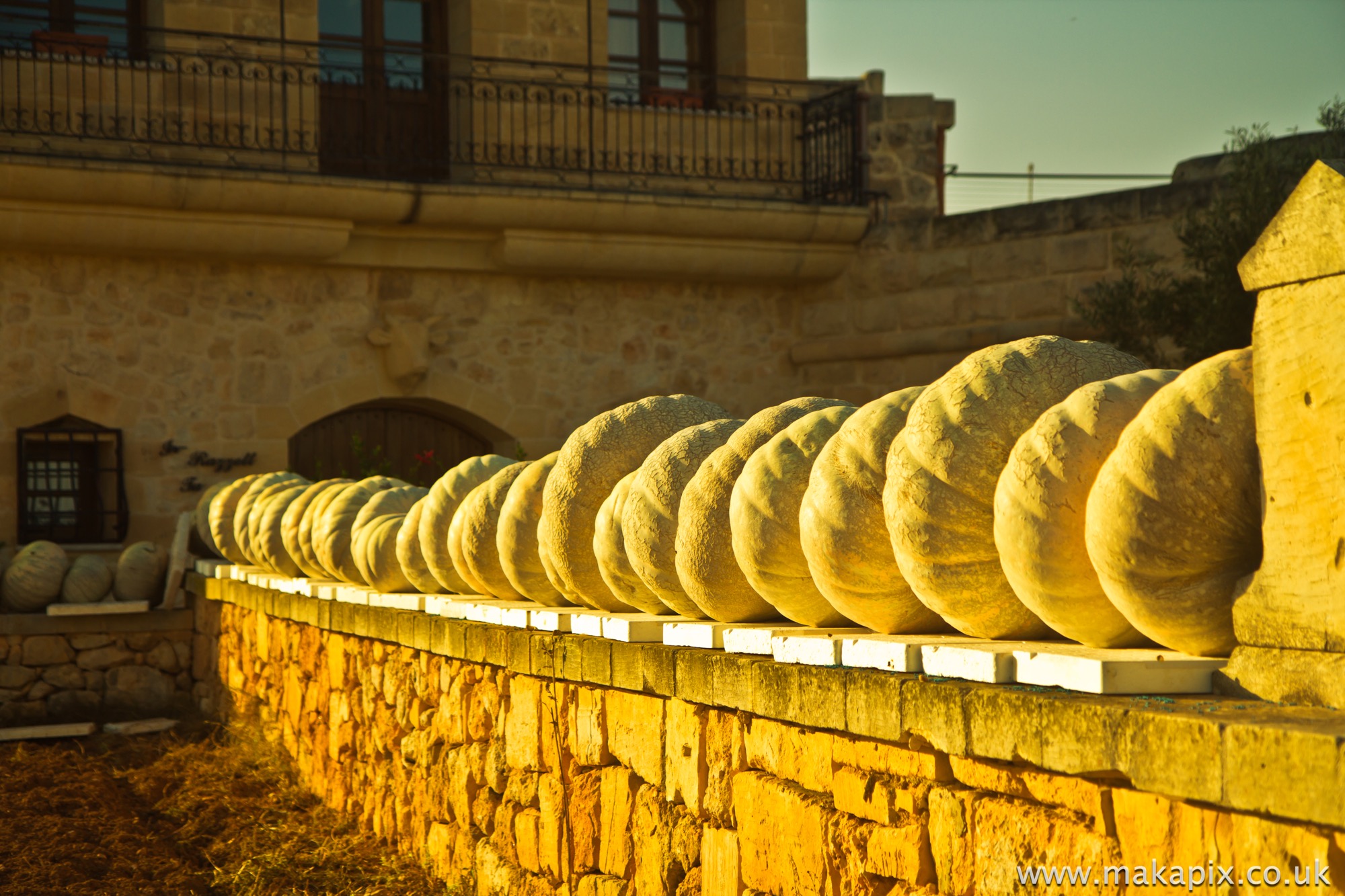 Malta-pumpkins 2014