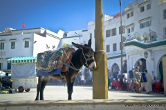 Moulay Idriss Zerhoun, the holiest city of Morocco