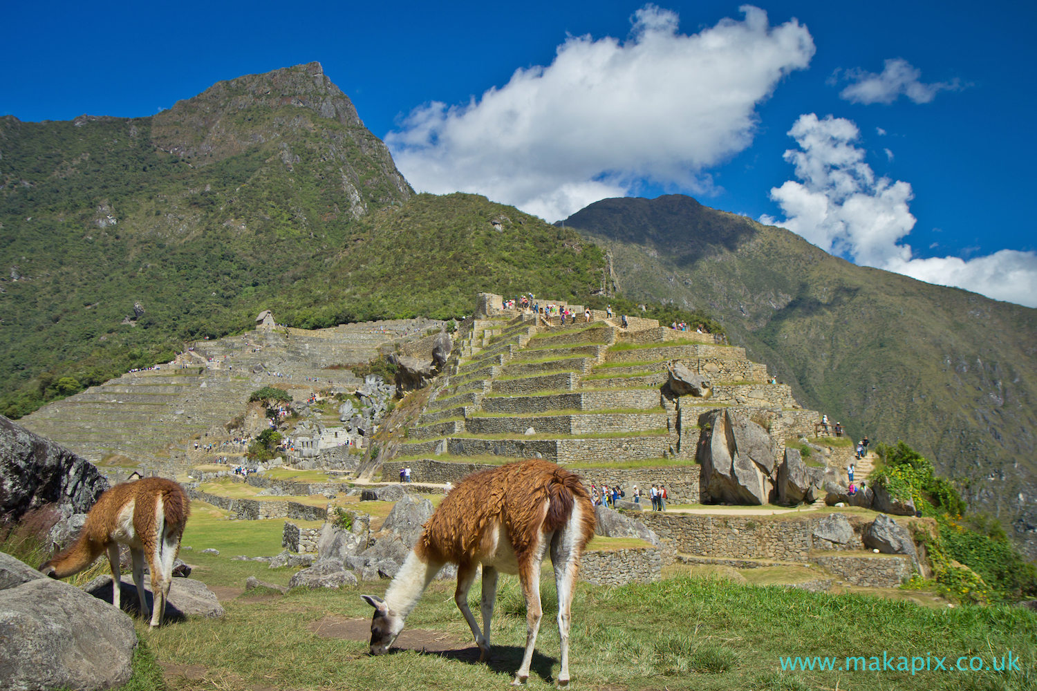 Machu Picchu Ruins and Lamas