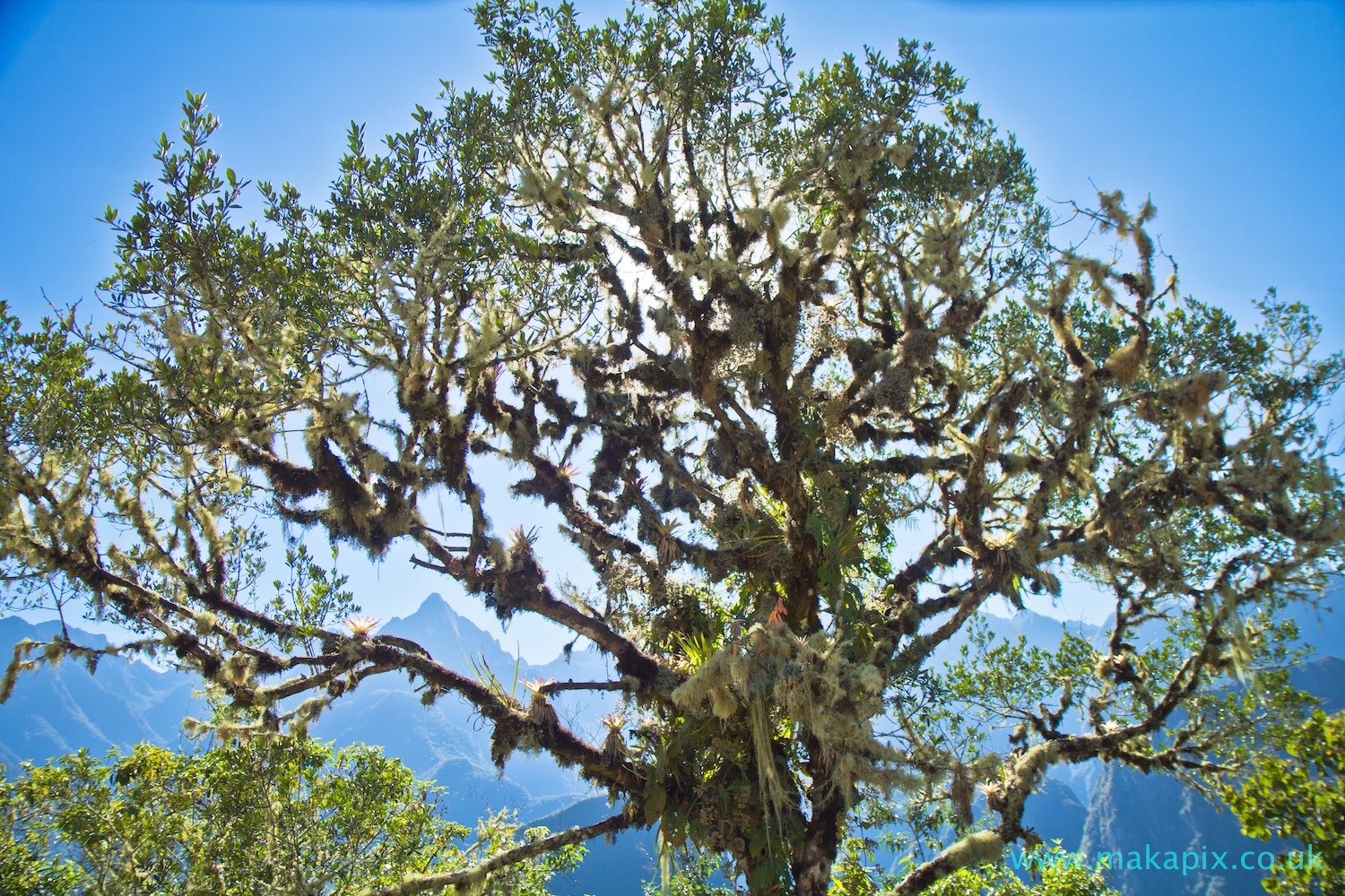 Machu Picchu Tree