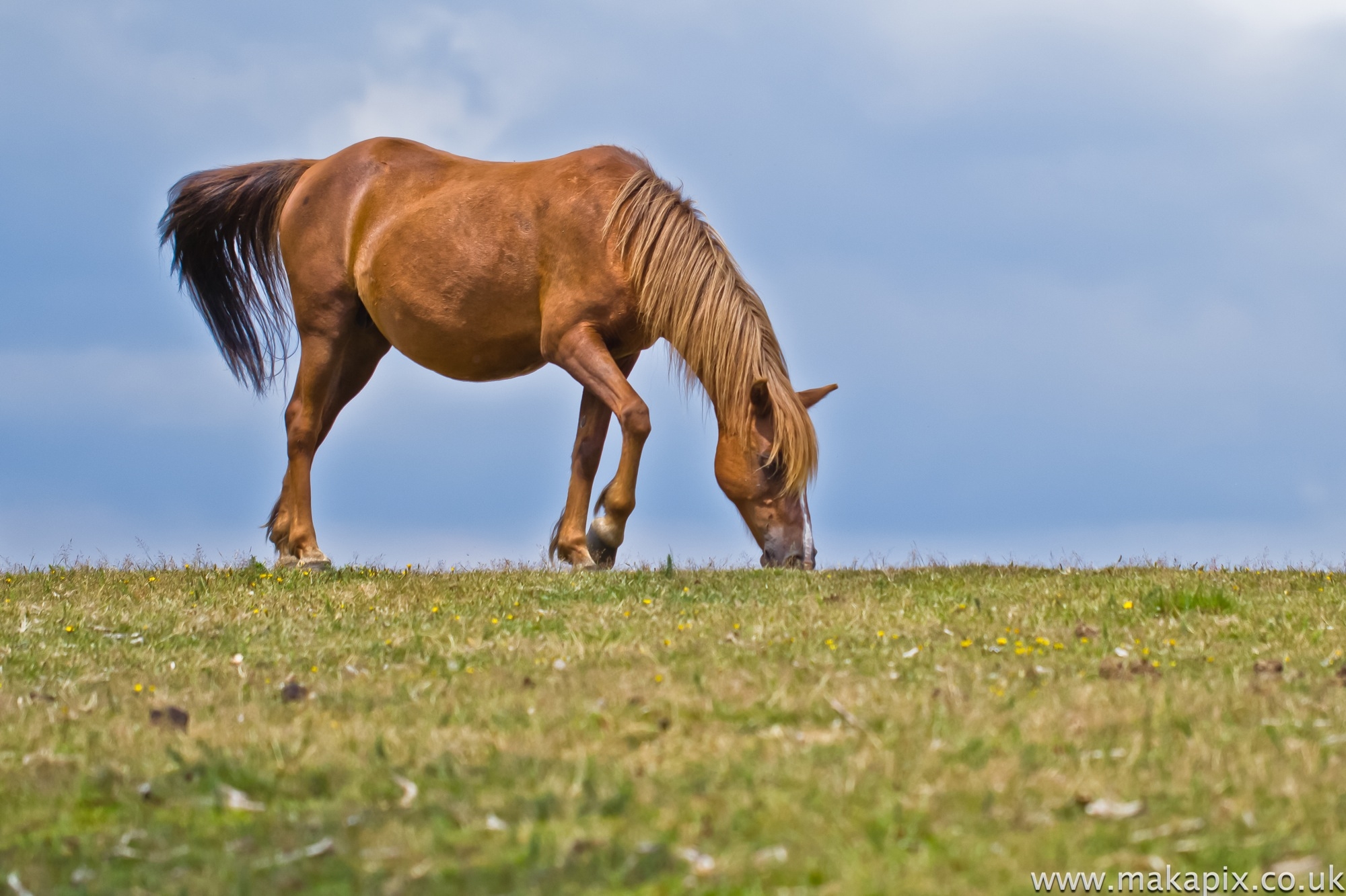 New Forest - Wild Horse