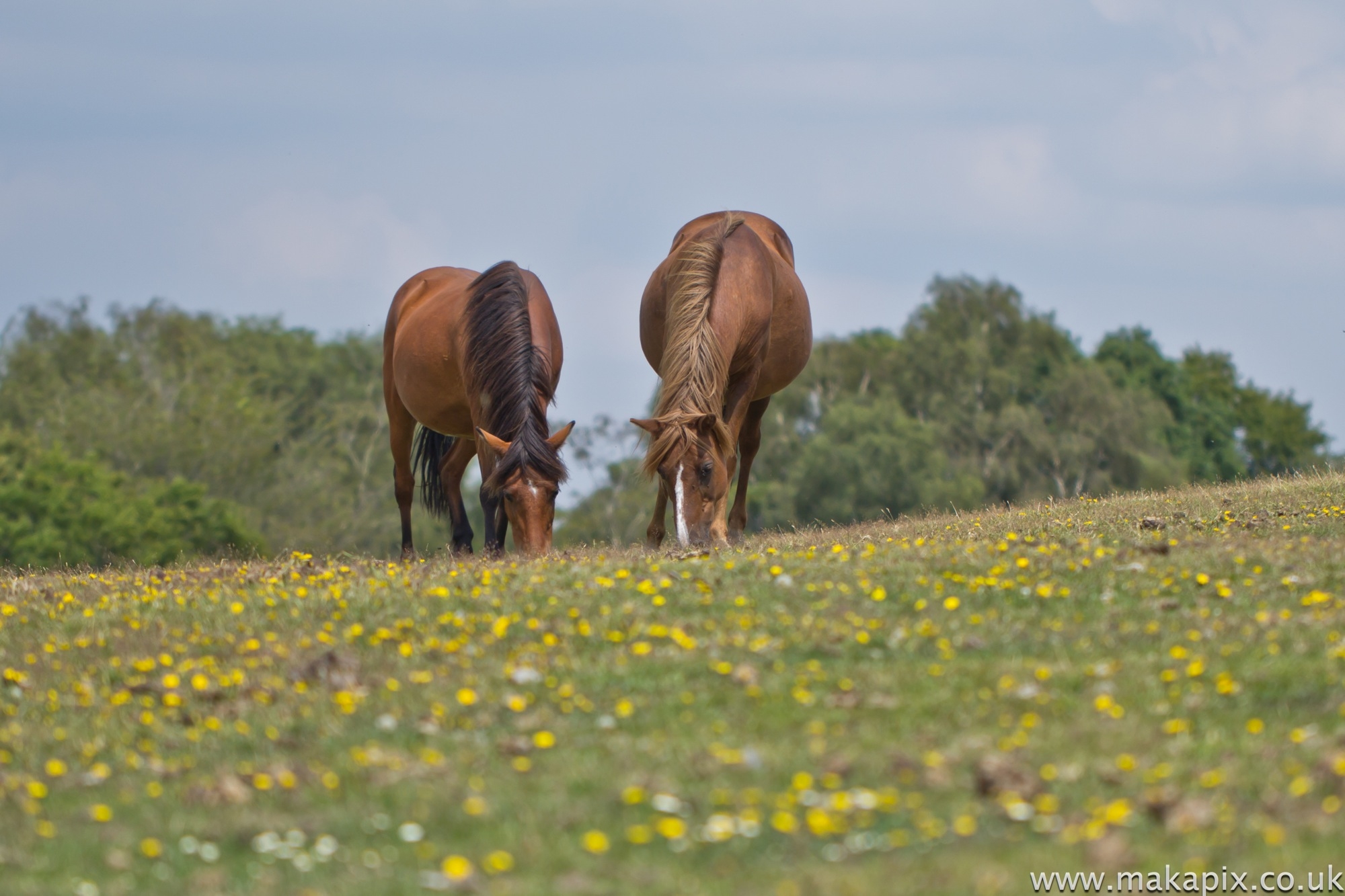 New Forest - Wild Horses