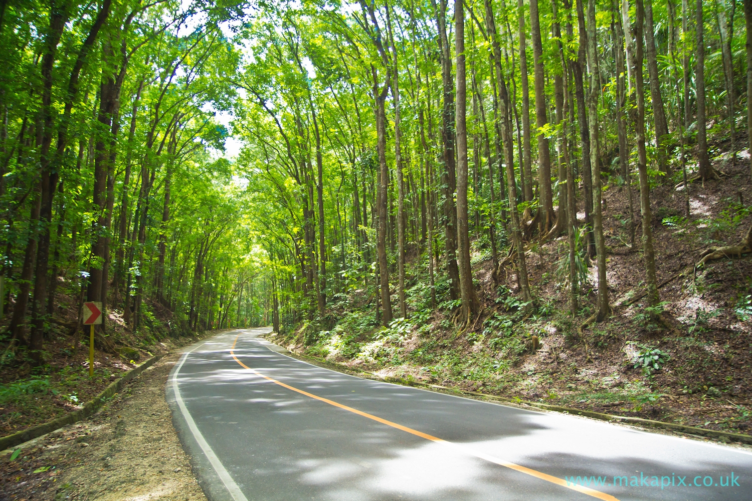 Mahogany Forest