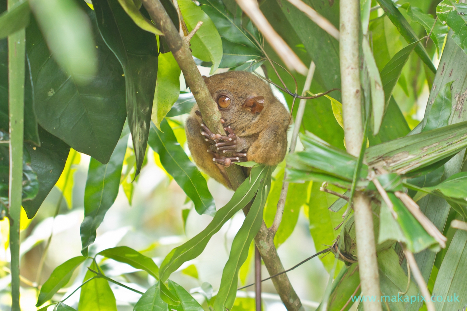 Tarsier Monkey