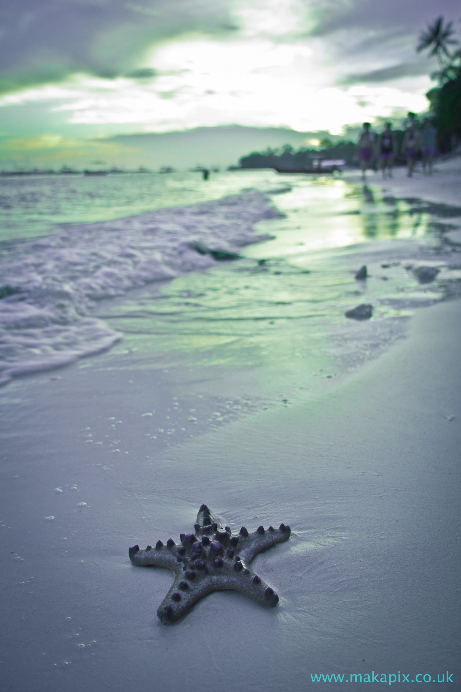 Starfish, Alona Beach