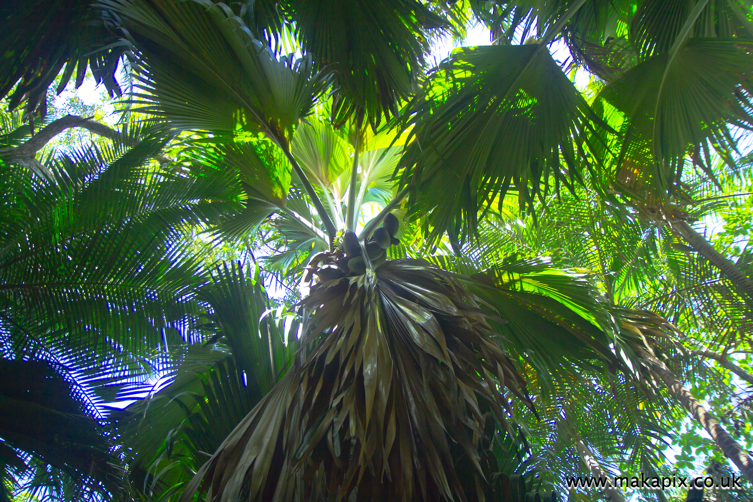 Coco de Mer palm, Praslin island, Seychelles
