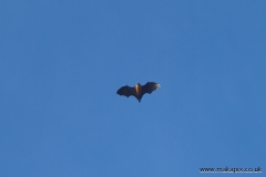 Fruit bat or Seychelles flying fox, Praslin island, Seychelles