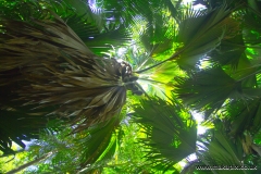 Coco de Mer palm, Praslin island, Seychelles