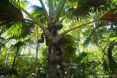 Coco de Mer palm, Praslin island, Seychelles