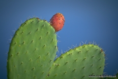 Cacti, Taormina, Sicily, Italy