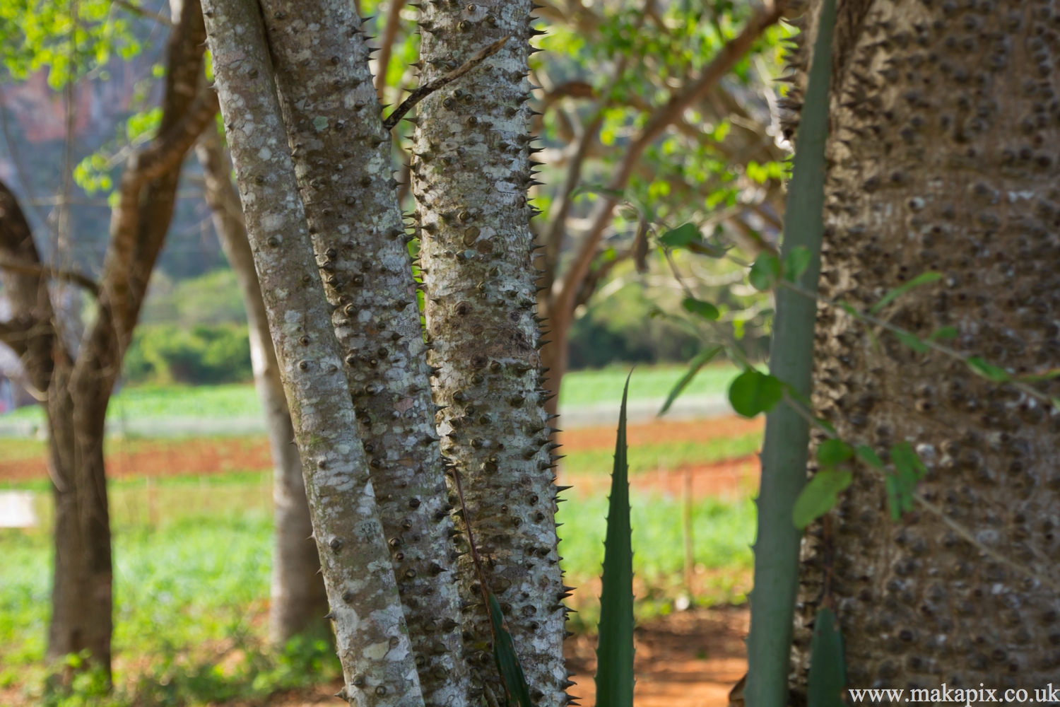 Viñales Valley